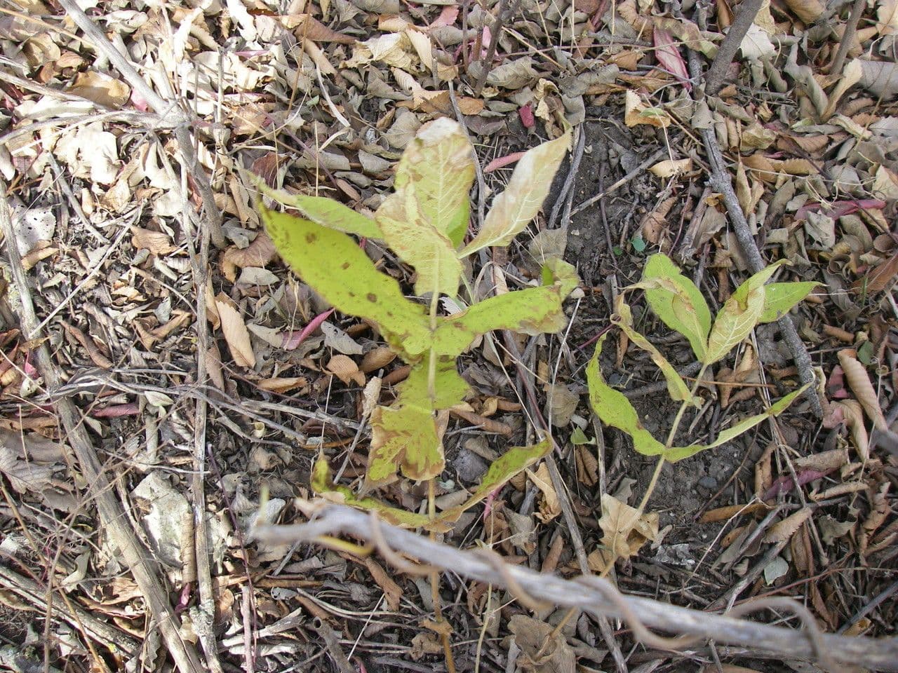 Triosteum perfoliatum 9