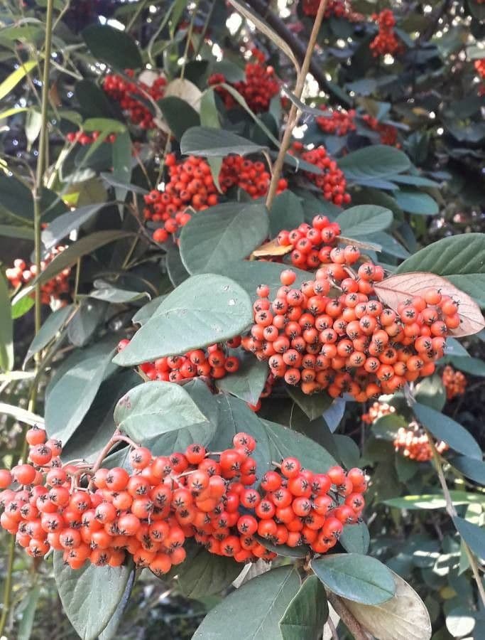 Cotoneaster 3