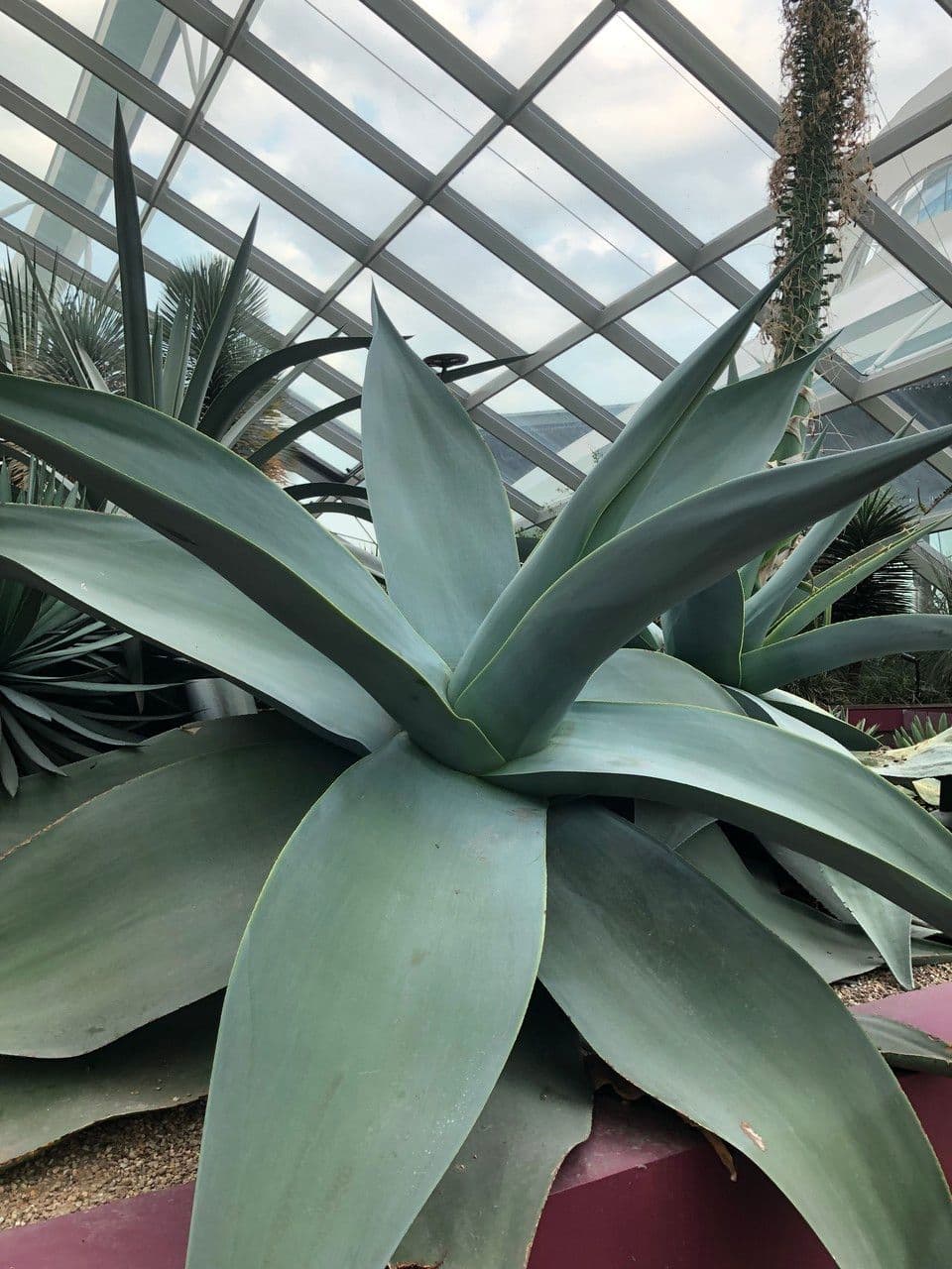 Agave 7