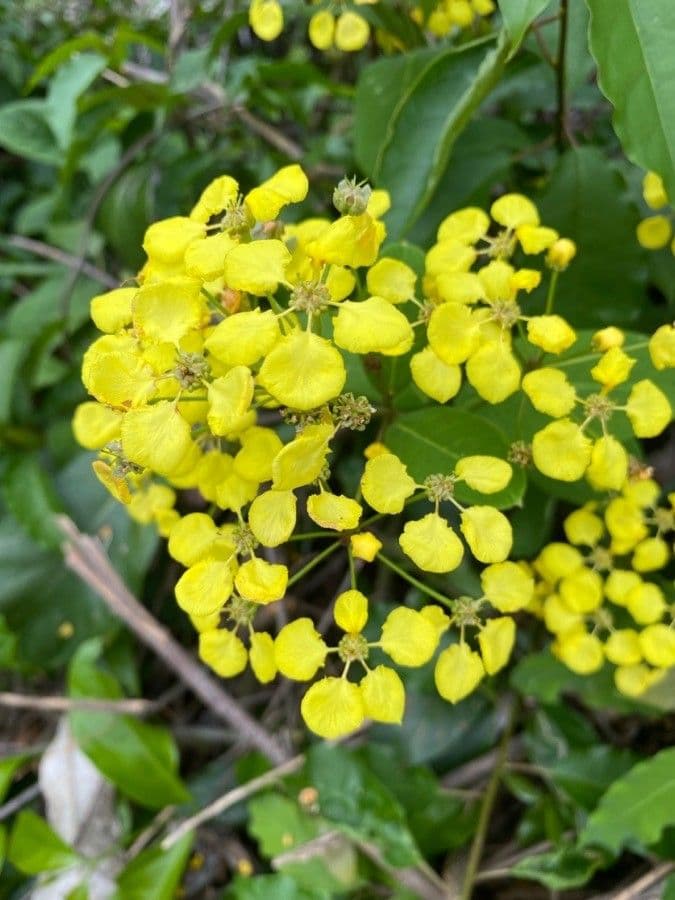 Stigmaphyllon 4