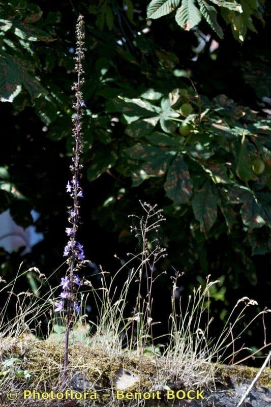 Campanula 20