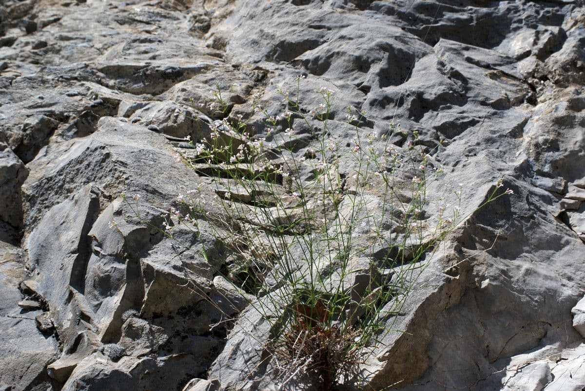 Asperula aristata 14