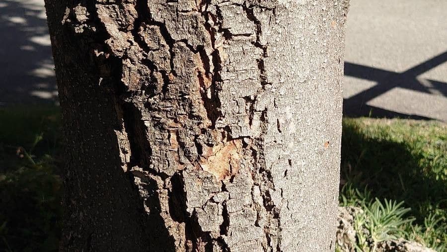 Magnolia grandiflora 24