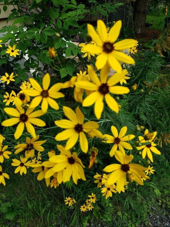 Coreopsis 2