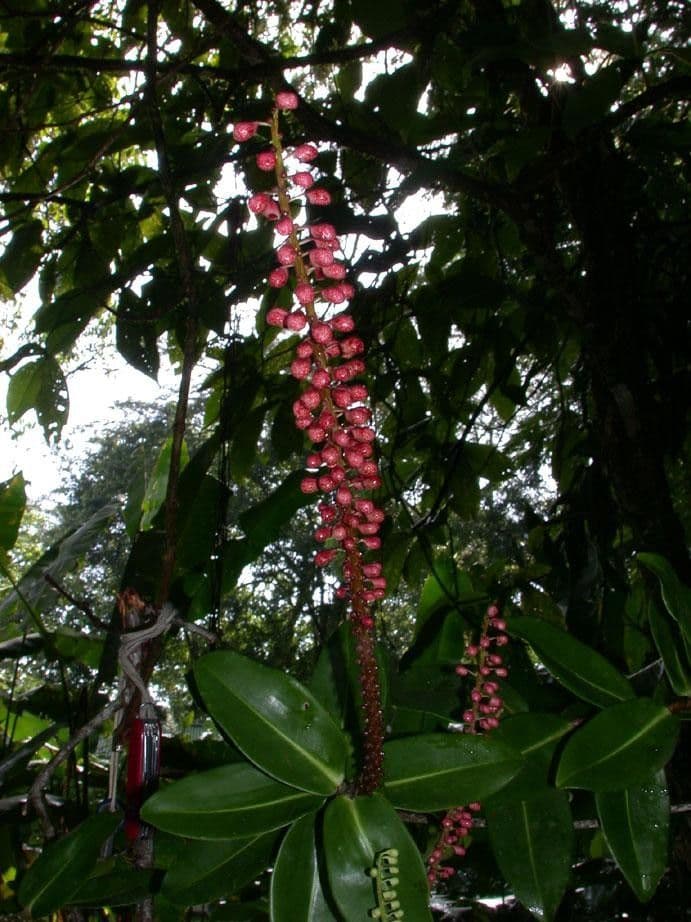 Sarcopera 24