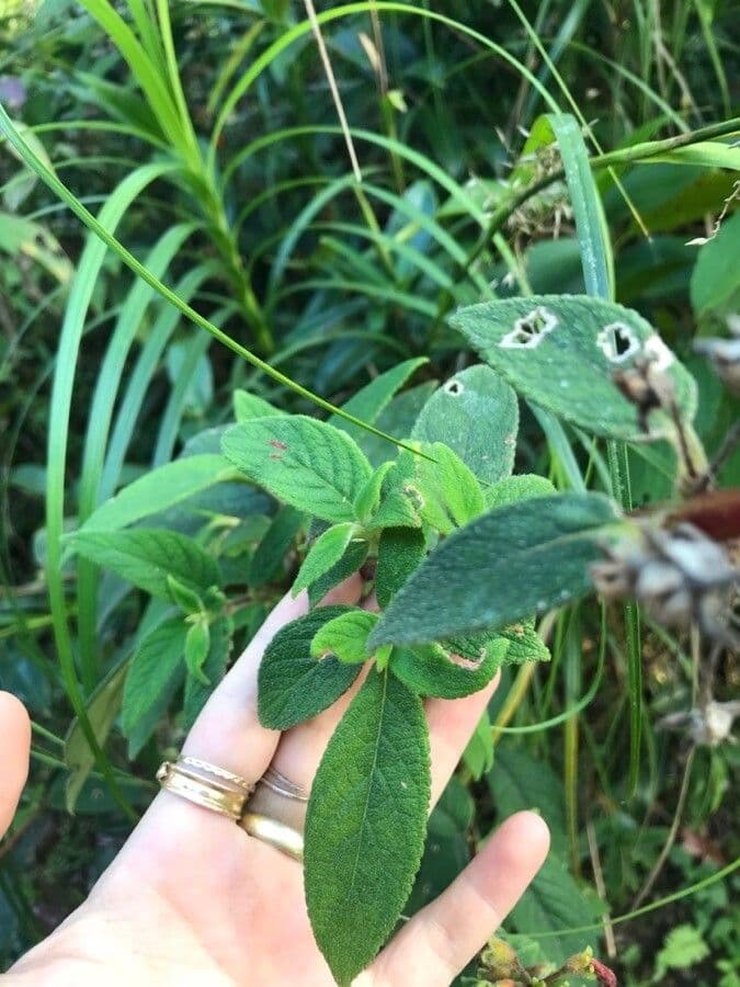 Kohleria spicata 12