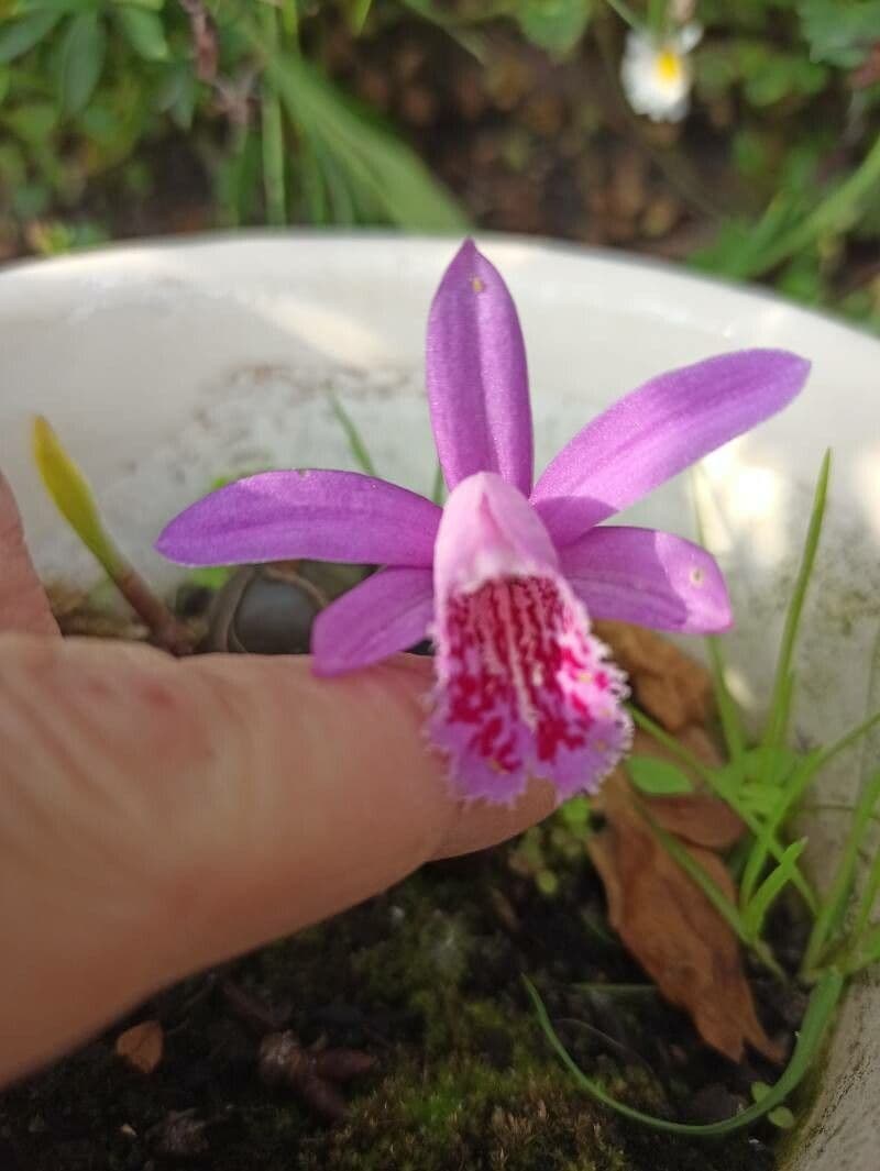 Pleione 2