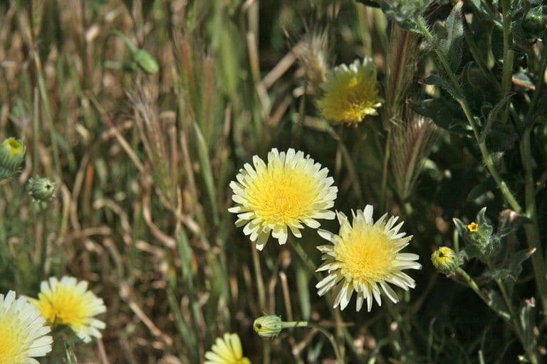 Malacothrix californiana 7