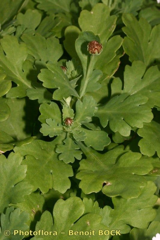Argyranthemum 9
