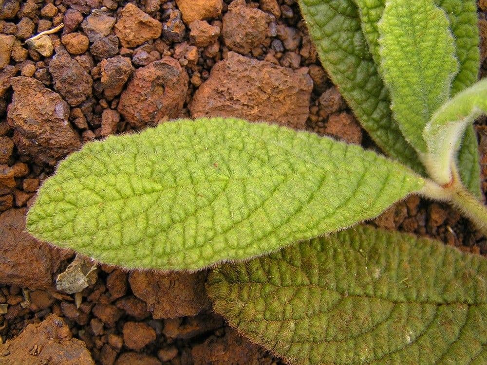 Psicotria peloscura 6