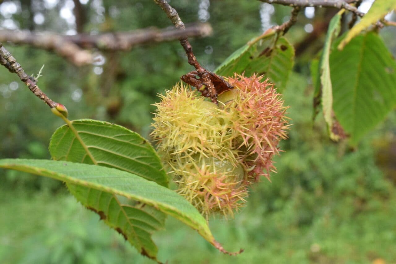 Himalayan hazel 3