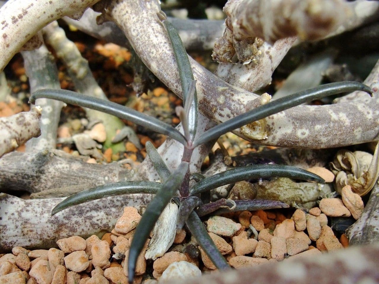 Ceropegia