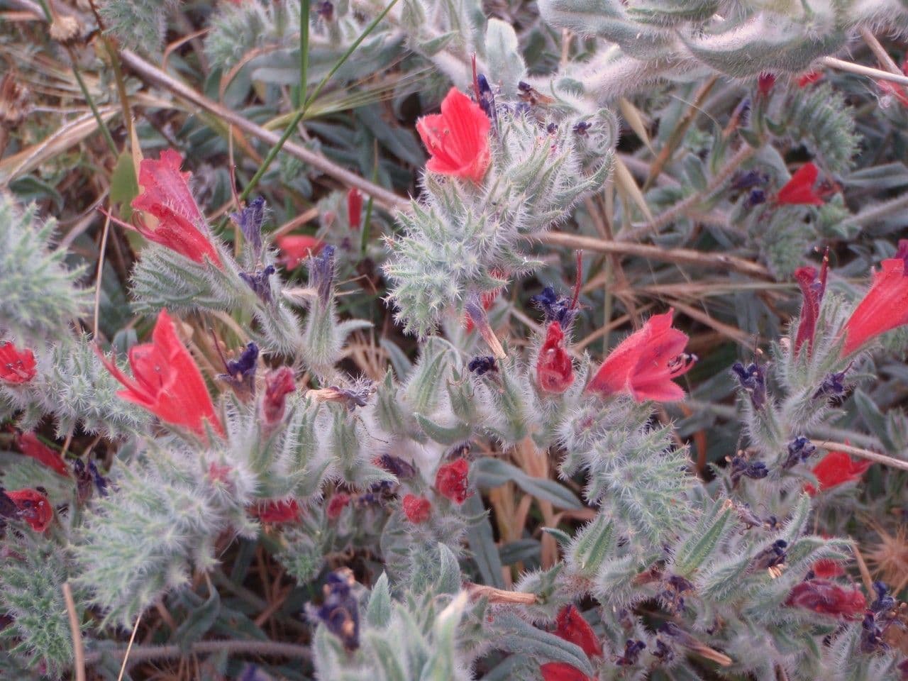 Echium angustifolium 20