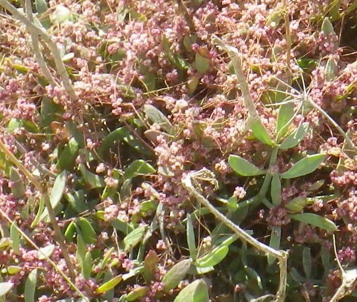 Cuscuta 6
