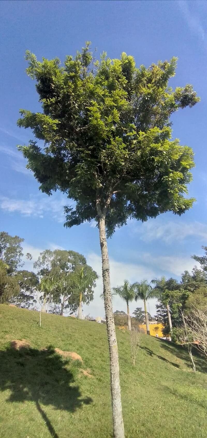 Zanthoxylum clava-herculis 15