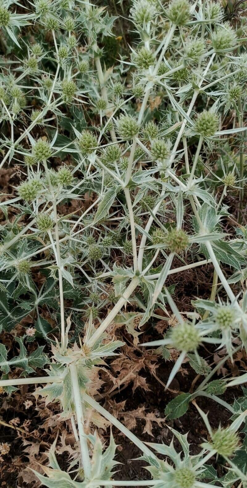 Panicaut champêtre 13