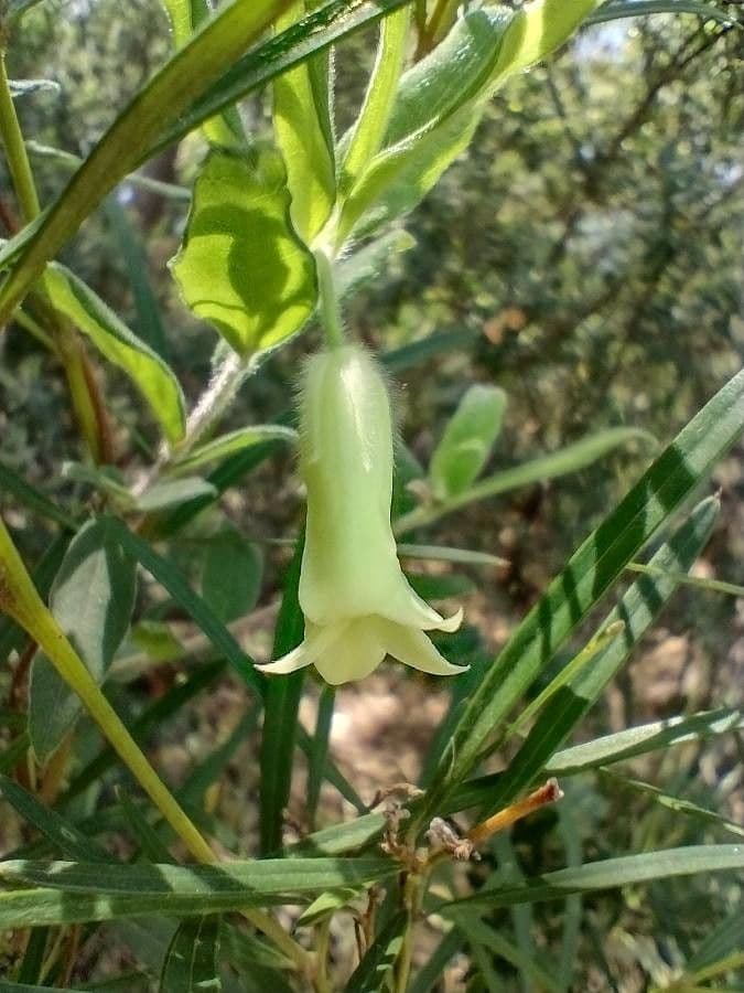 Billardiera scandens 3