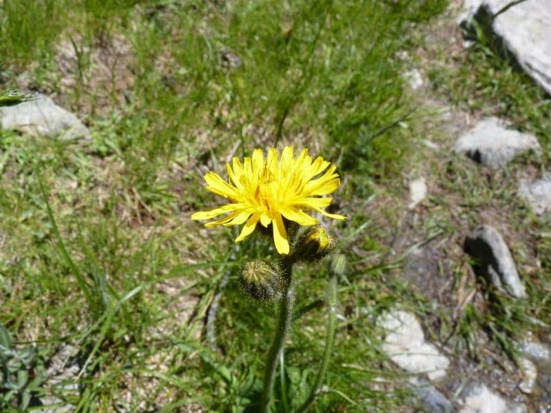 Willemetia stipitata 7