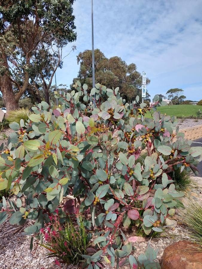 Preiss-Eukalyptus 6