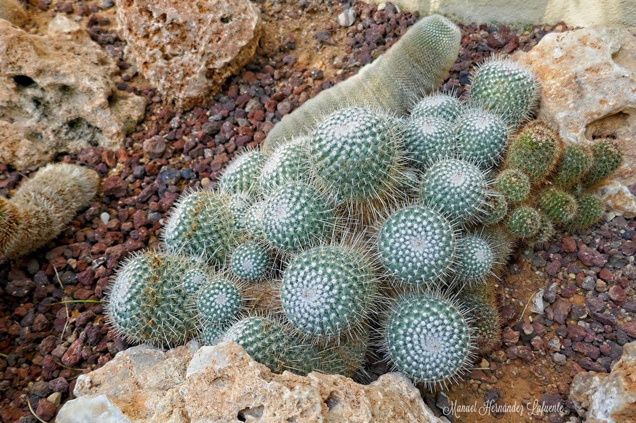 Cactus 12