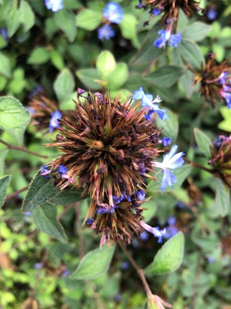 Ceratostigma 2