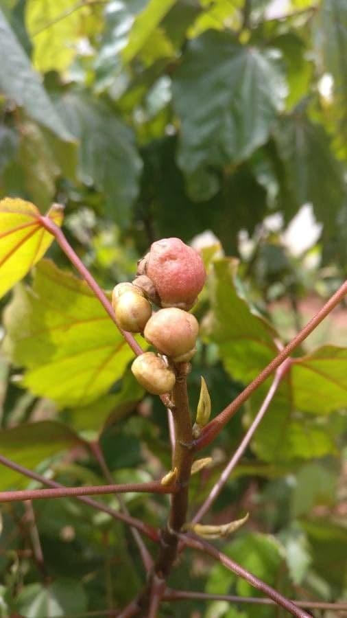 Coccoloba
