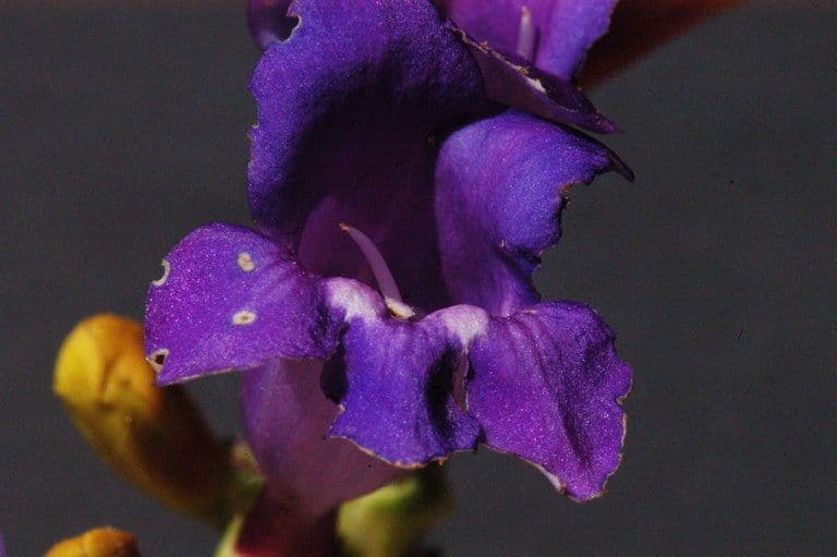Penstemon 2