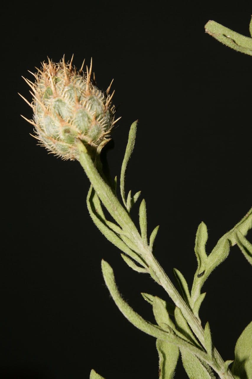 Centaurea collina