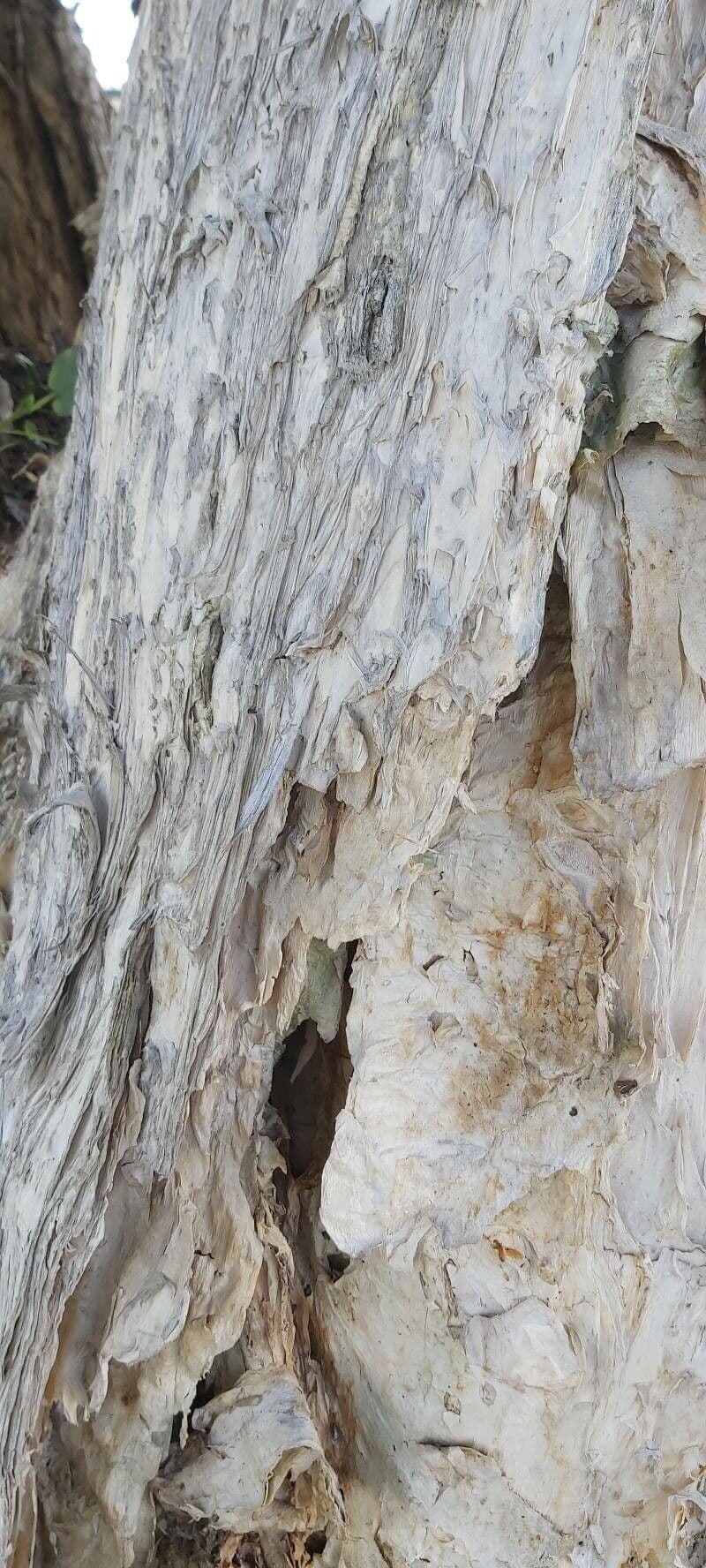Melaleuca styphelioides 14