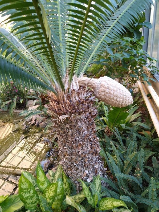 Dioon 4