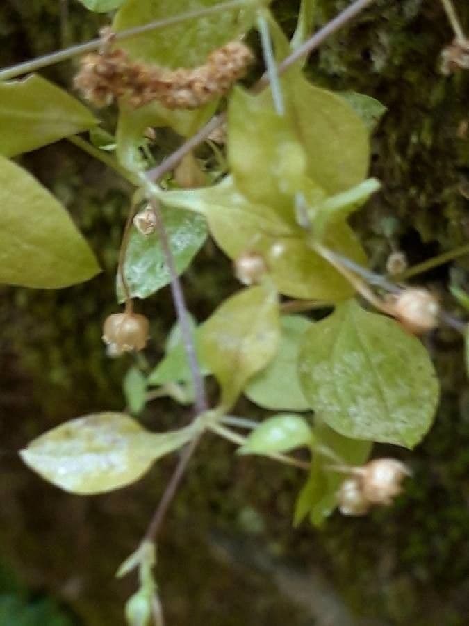 Moehringia