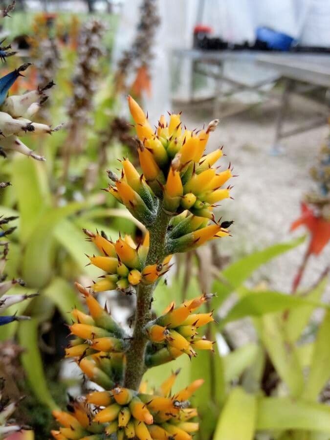 Aechmea mertensii 4