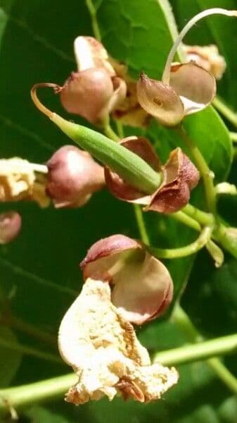 Catalpa comune 3