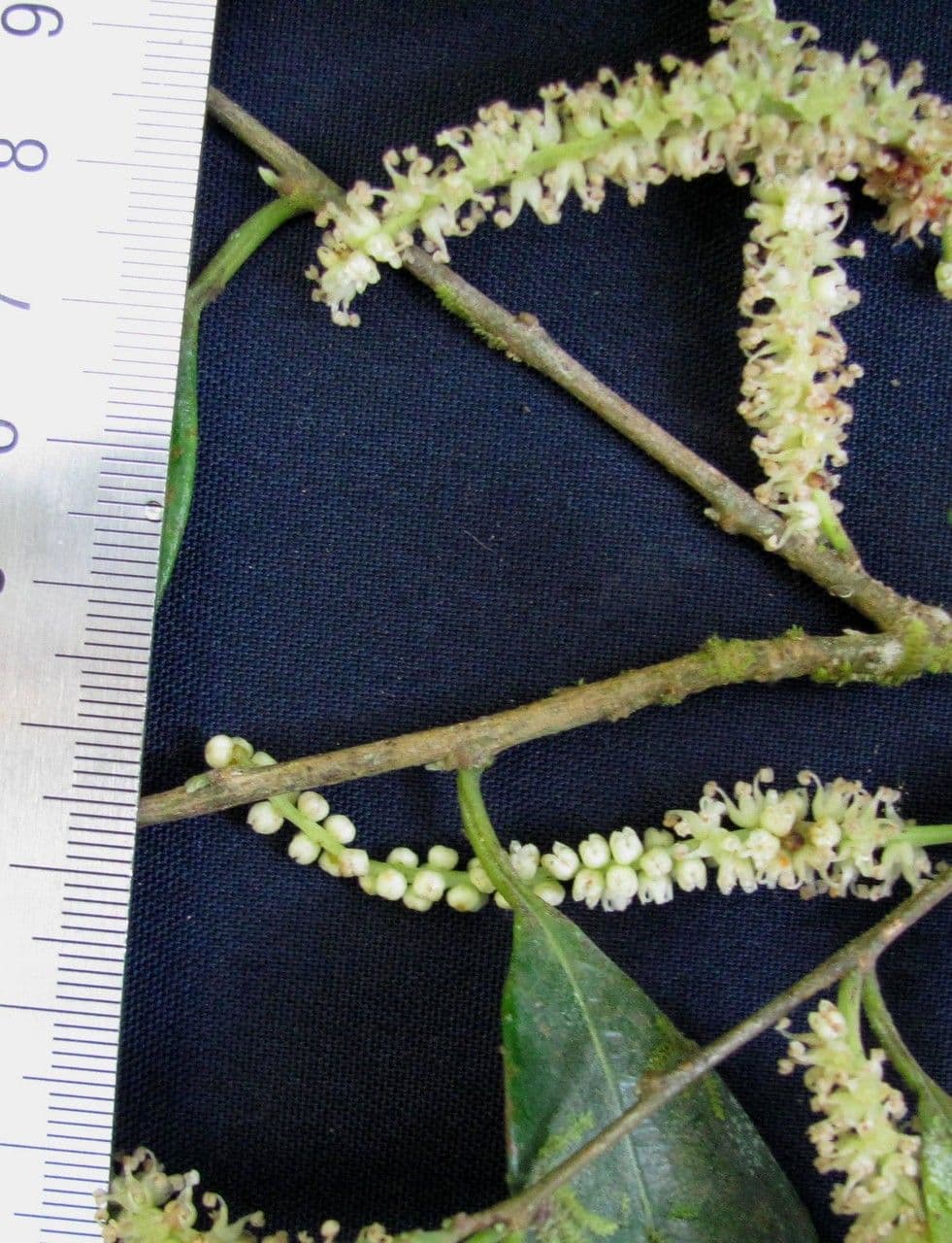 Mexikanischer Feigenbaum 4
