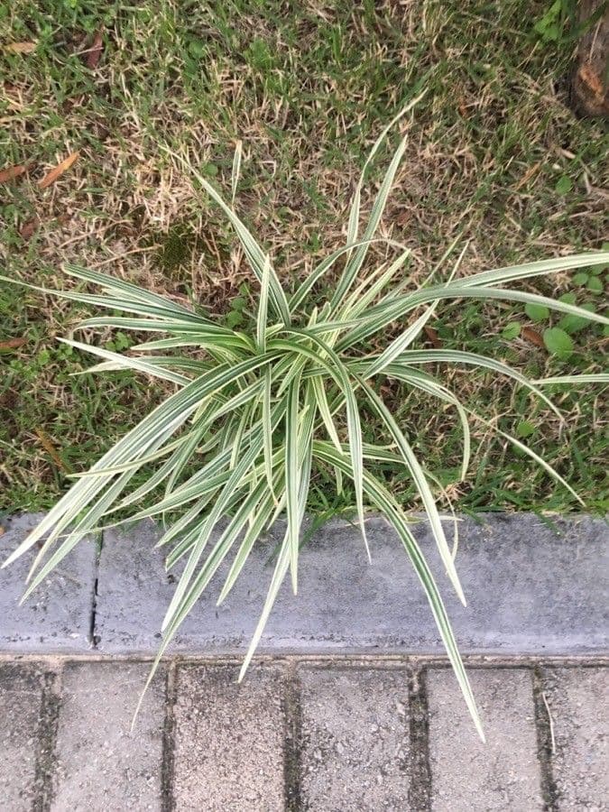 Scagliola arundinacea 14