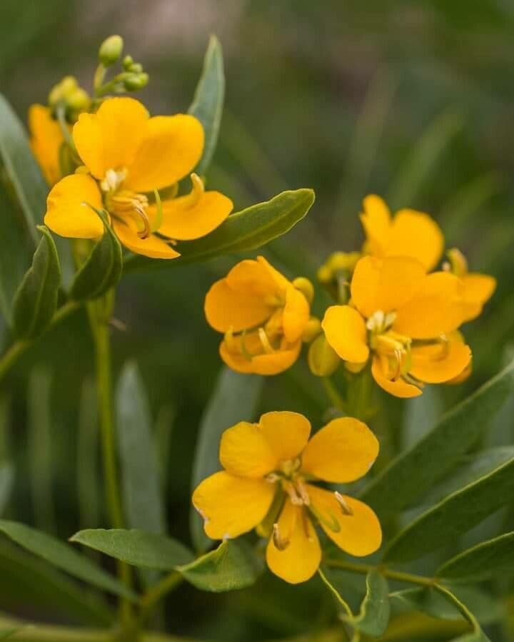 Senna