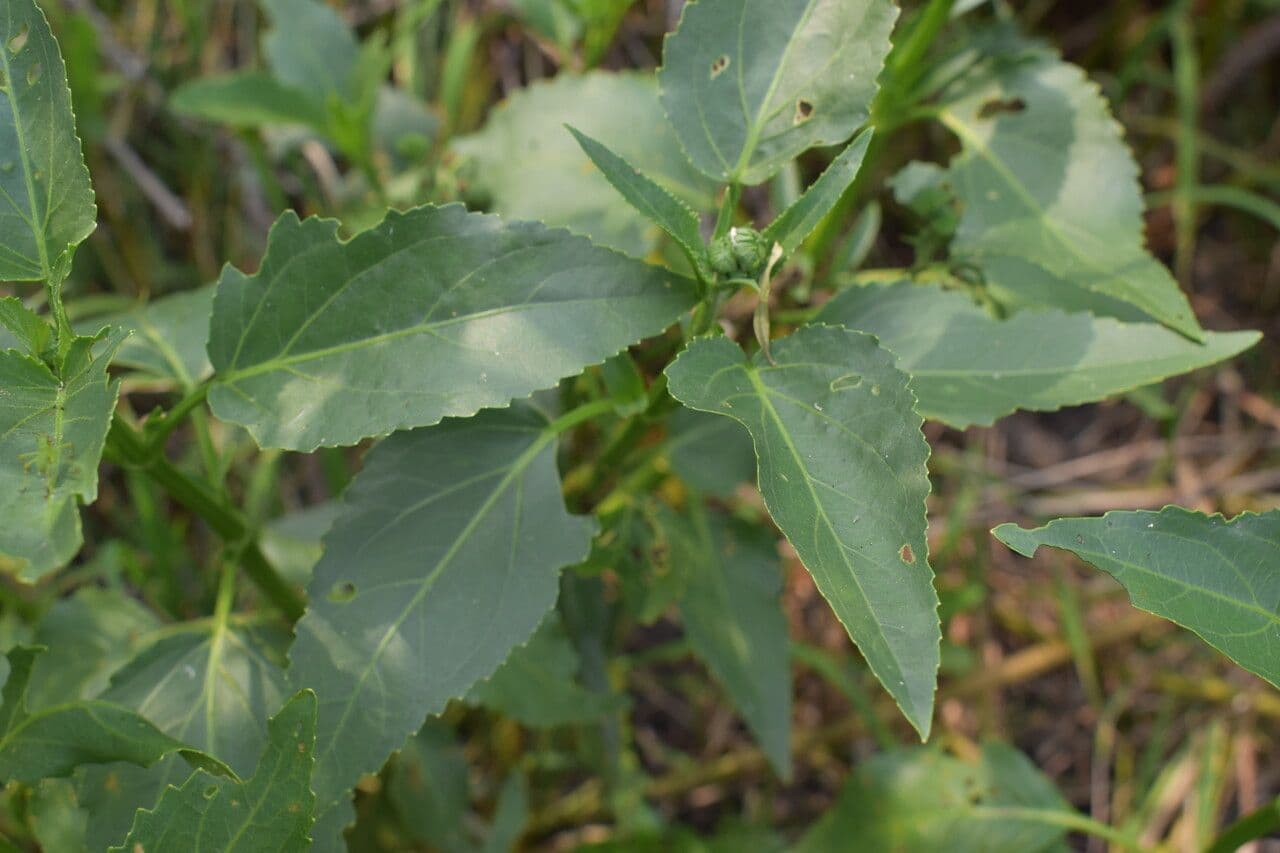 Gymnocoronis 10