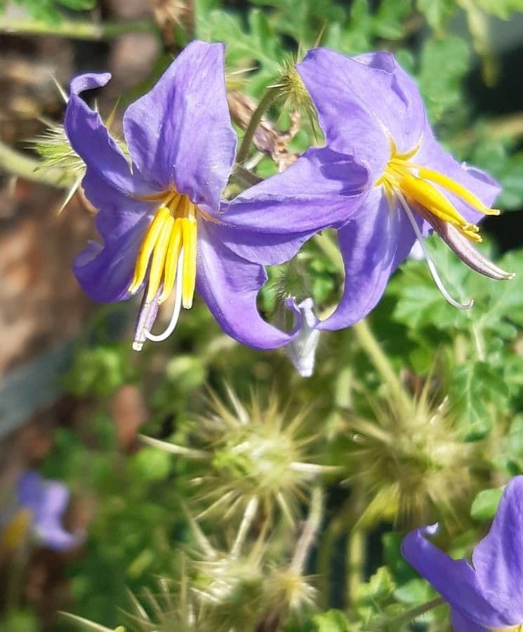 Solanum citrullifolium 3