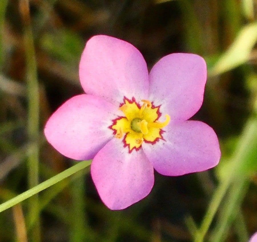 Sabatia stellare 5
