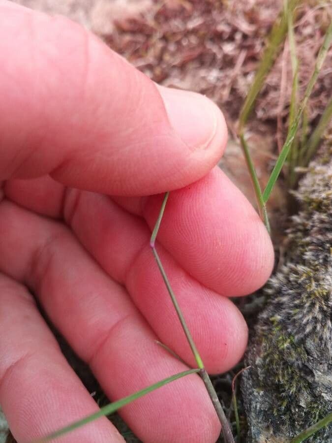Festuca di Lachenal 20