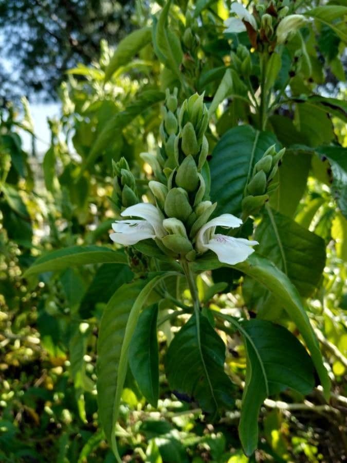 Noce di Malabar 4
