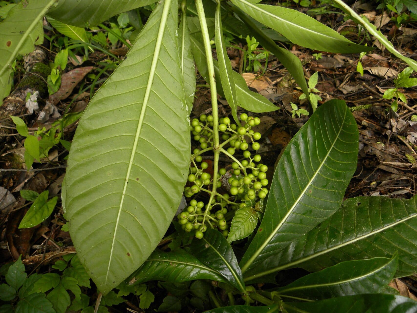 Große Psychotria 10