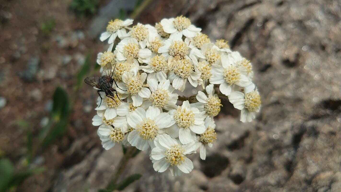 Schmales Schafgarbe
