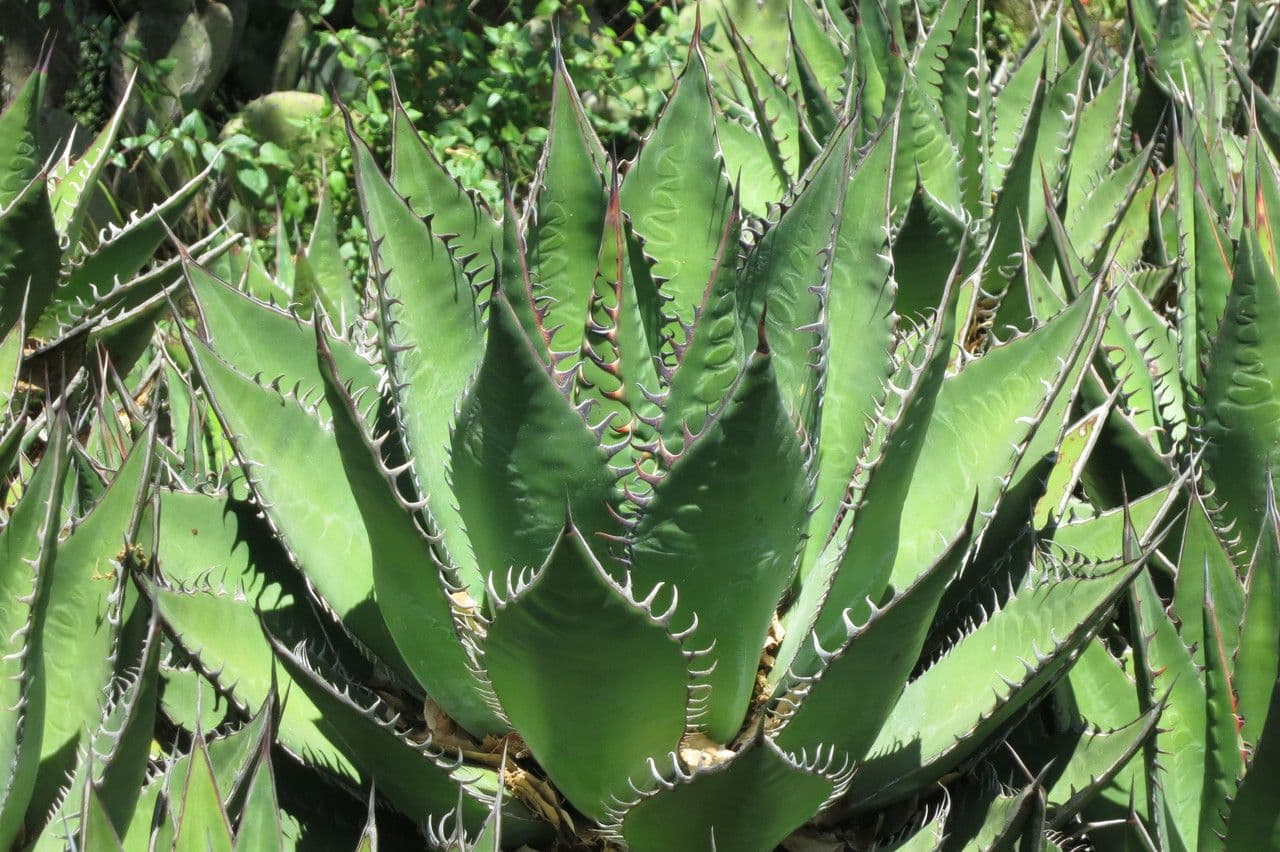 Agave di Shaw 18