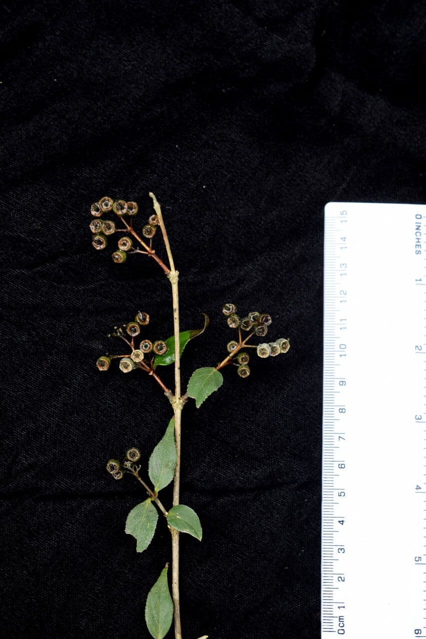 Deutzia 15