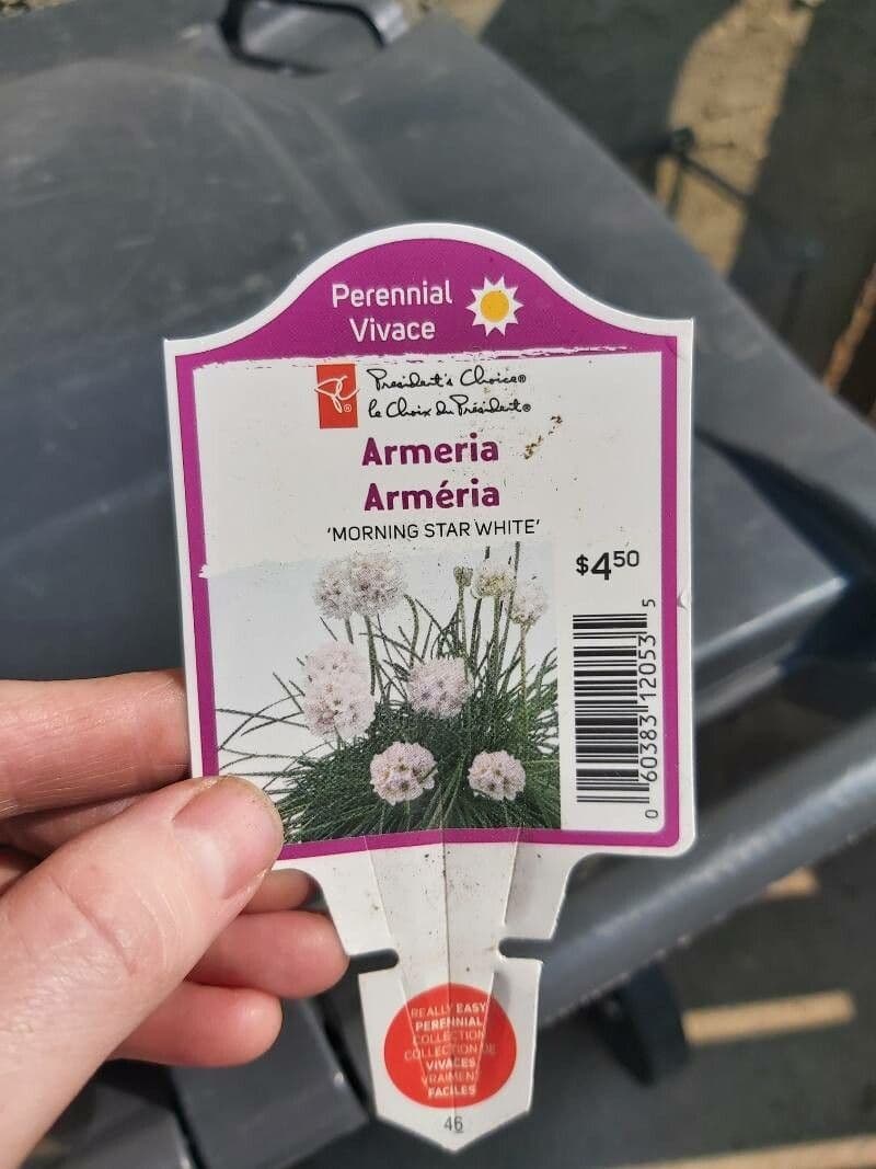 Armeria 27