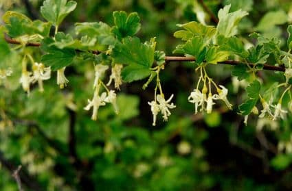 Ribes 2