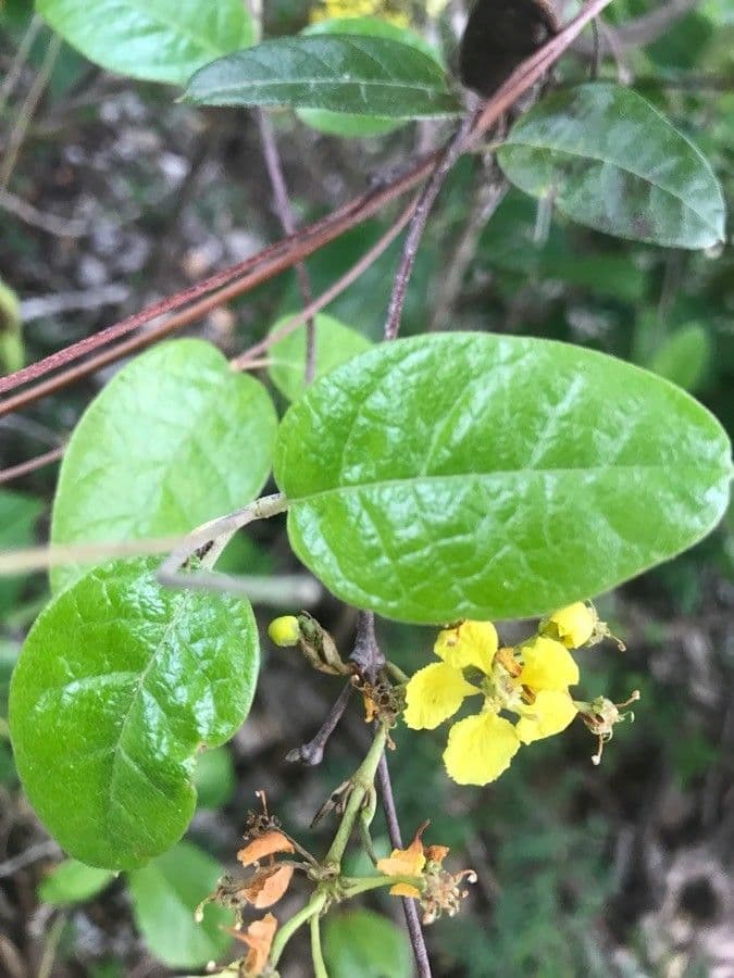 Stigmaphyllon 11