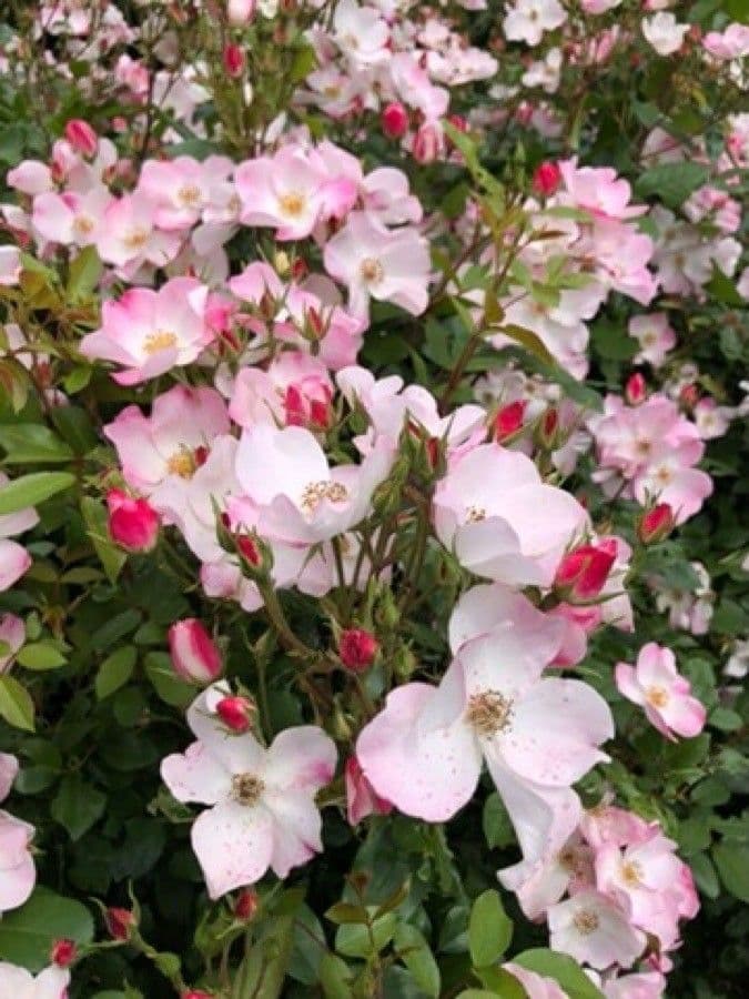 Rosa multiflora 30
