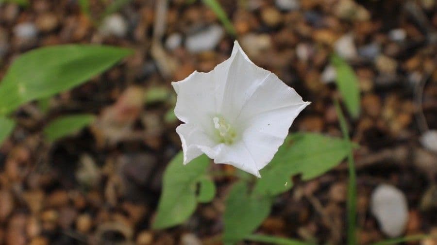 Calystegia spithamaea